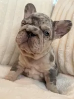 Black, a male French Bulldog for sale in The Woodlands, TX – Photo 7 of 9