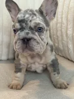 Black, a male French Bulldog for sale in The Woodlands, TX – Photo 8 of 9