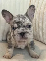 Black, a male French Bulldog for sale in The Woodlands, TX – Photo 2 of 9