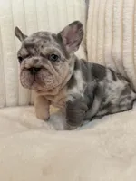 Black, a male French Bulldog for sale in The Woodlands, TX – Photo 9 of 9