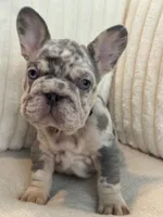 Black, a male French Bulldog for sale in The Woodlands, TX – Photo 6 of 9