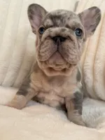 Black, a male French Bulldog for sale in The Woodlands, TX – Photo 5 of 9