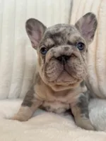 Black, a male French Bulldog for sale in The Woodlands, TX – Photo 4 of 9