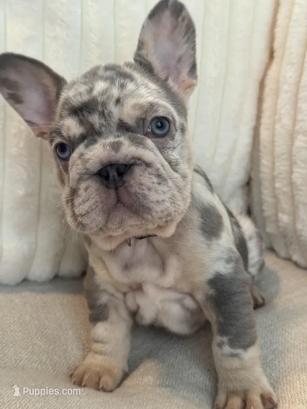 Black – French Bulldog puppy for sale in The Woodlands, TX