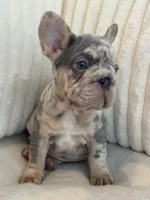 Azul , a male French Bulldog for sale in The Woodlands, TX – Photo 5 of 5