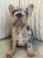 Azul , a male French Bulldog for sale in The Woodlands, TX – Photo 2 of 5