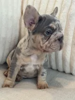 Azul , a male French Bulldog for sale in The Woodlands, TX – Photo 4 of 5