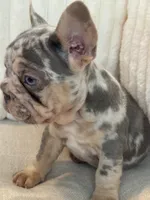 Azul , a male French Bulldog for sale in The Woodlands, TX – Photo 3 of 5