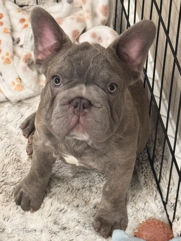 Verde – French Bulldog puppy for sale in The Woodlands, TX