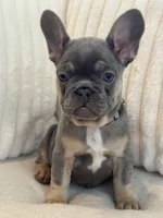 Gris, a female French Bulldog for sale in The Woodlands, TX – Photo 6 of 7