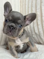 Gris, a female French Bulldog for sale in The Woodlands, TX – Photo 3 of 7