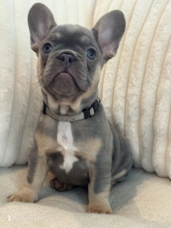 Gris – French Bulldog puppy for sale in The Woodlands, TX