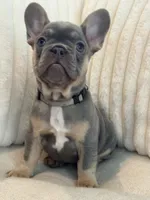 Gris, a female French Bulldog for sale in The Woodlands, TX – Photo 1 of 7