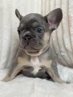 Gris, a female French Bulldog for sale in The Woodlands, TX – Photo 4 of 7