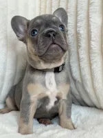 Gris, a female French Bulldog for sale in The Woodlands, TX – Photo 5 of 7