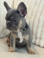 Gris, a female French Bulldog for sale in The Woodlands, TX – Photo 7 of 7