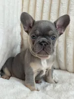 Gris, a female French Bulldog for sale in The Woodlands, TX – Photo 2 of 7