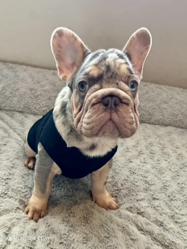 Azul  – French Bulldog puppy for sale in The Woodlands, TX