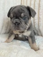 Naranja, a female French Bulldog for sale in The Woodlands, TX – 2 of 8