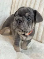 Naranja, a female French Bulldog for sale in The Woodlands, TX – 4 of 8