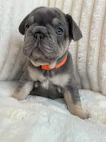 Naranja, a female French Bulldog for sale in The Woodlands, TX – 8 of 8