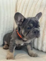 Naranja, a female French Bulldog for sale in The Woodlands, TX – 6 of 8