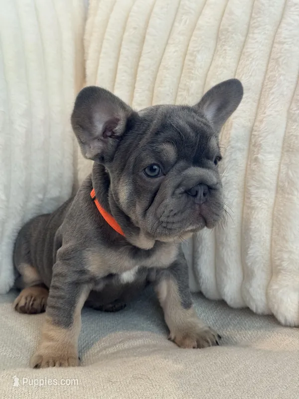Naranja – French Bulldog puppy for sale in The Woodlands, TX