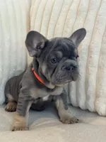 Naranja, a female French Bulldog for sale in The Woodlands, TX – 1 of 8