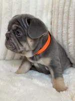 Naranja, a female French Bulldog for sale in The Woodlands, TX – 3 of 8