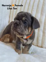 Naranja, a female French Bulldog for sale in The Woodlands, TX – 7 of 8