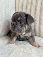 Naranja, a female French Bulldog for sale in The Woodlands, TX – 5 of 8