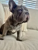 Verde, a male French Bulldog for sale in The Woodlands, TX – 2 of 10