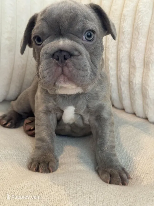Verde – French Bulldog puppy for sale in The Woodlands, TX