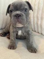 Verde, a male French Bulldog for sale in The Woodlands, TX – 1 of 10
