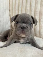 Verde, a male French Bulldog for sale in The Woodlands, TX – 5 of 10