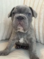 Verde, a male French Bulldog for sale in The Woodlands, TX – 10 of 10