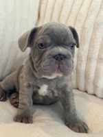 Verde, a male French Bulldog for sale in The Woodlands, TX – 9 of 10