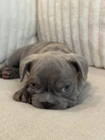 Verde, a male French Bulldog for sale in The Woodlands, TX – 8 of 10