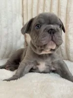 Verde, a male French Bulldog for sale in The Woodlands, TX – 4 of 10