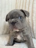 Verde, a male French Bulldog for sale in The Woodlands, TX – 3 of 10