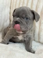 Verde, a male French Bulldog for sale in The Woodlands, TX – 6 of 10