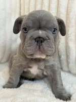 Verde, a male French Bulldog for sale in The Woodlands, TX – 2 of 10