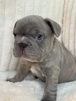 Verde, a male French Bulldog for sale in The Woodlands, TX – 7 of 10