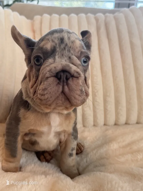 Azul  – French Bulldog puppy for sale in The Woodlands, TX