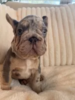 Azul , a male French Bulldog for sale in The Woodlands, TX – 1 of 7