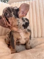 Azul , a male French Bulldog for sale in The Woodlands, TX – 2 of 7