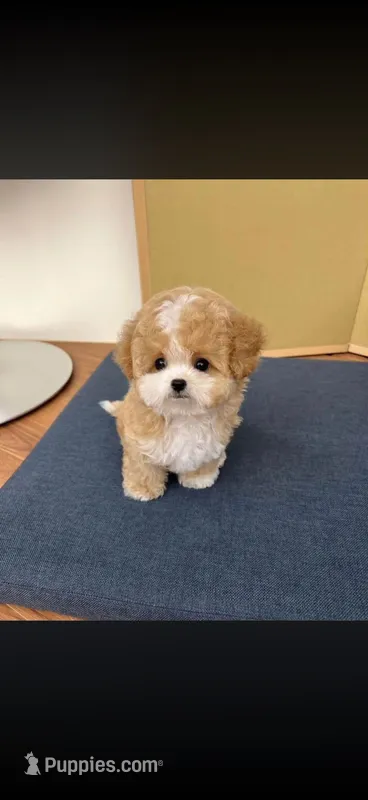 Toby – Poodle - Toy  puppy for sale in Whittier, CA