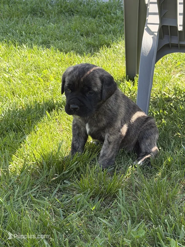 Female #2 – Cane Corso puppy for sale in Hillsboro, OH