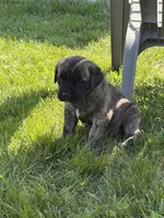 Female #2, a female Cane Corso for sale in Hillsboro, OH – Photo 1 of 9