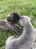 Female #2, a female Cane Corso for sale in Hillsboro, OH – Photo 3 of 9